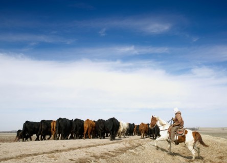 USA, Nebraska, Great Plains, horse rider driving cattle. Photo : John Kelly