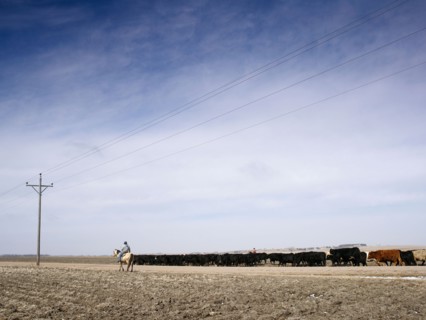 USA, Nebraska, Great Plains, horse rider driving cattle. Photo : John Kelly