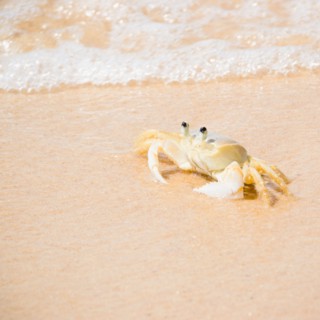 Crab on Tartaruga Beach. Photo : Jamie Grill Photography