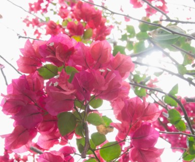 Bougainvillea flowers. Photo : Jamie Grill Photography
