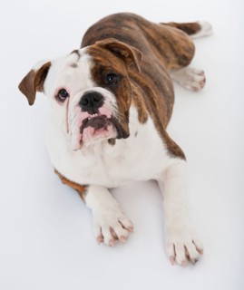 Portrait of cute bulldog pup . Photo : Daniel Grill