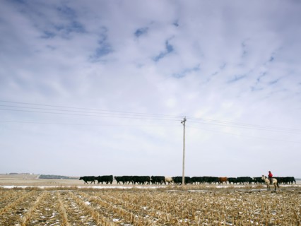 USA, Nebraska, Great Plains, horse rider driving cattle. Photo : John Kelly
