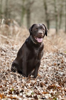 Black Labrador in forest . Photo : Justin Paget