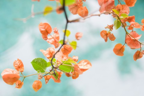 Twig with colorful leaves. Photo : Jamie Grill Photography
