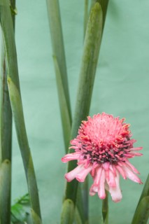 Pink tropical flower. Photo : Jamie Grill Photography