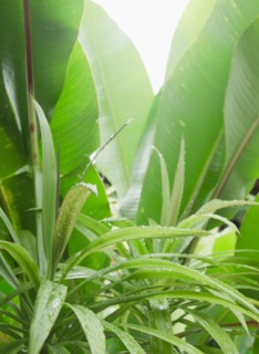 Tropical plant leaves, close-up. Photo : Jamie Grill Photography