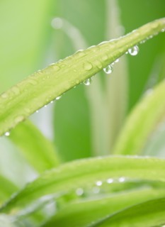 Tropical plant leaves, close-up. Photo : Jamie Grill Photography