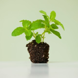 Close up of mint seedling, studio shot.