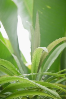 Tropical plant leaves, close-up. Photo : Jamie Grill Photography