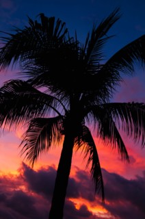 Aruba, silhouette of palm tree at sunset. Photo : Daniel Grill