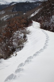 USA, Colorado, coyote tracks in snow. Photo : John Kelly