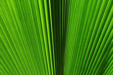 Extreme close-up view of green tropical leaf.