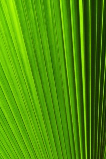 Extreme close-up view of green tropical leaf.