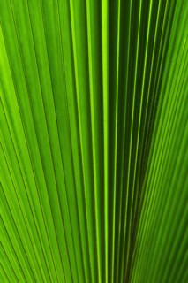 Extreme close-up view of green tropical leaf.