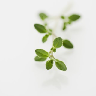 Studio shot of fresh oregano.