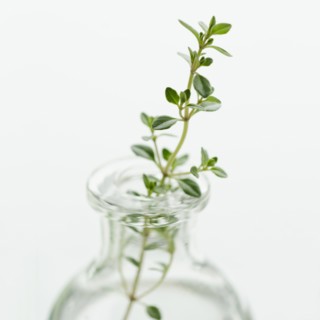 Oregano in vase.