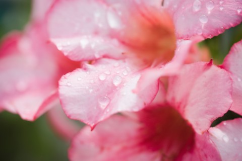Flowers with raindrops. Photo : Kristin Lee