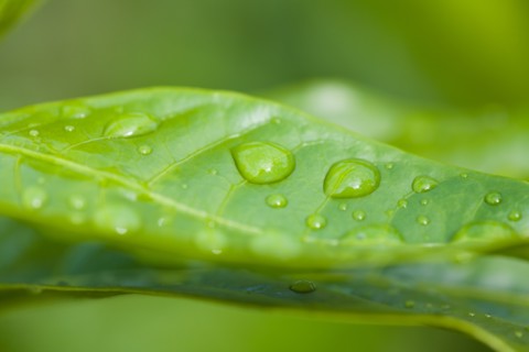 Close-up of raindrops on green leaf. Photo : Kristin Lee
