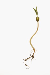 Studio shot of seedling on white background. Photo : Kristin Lee