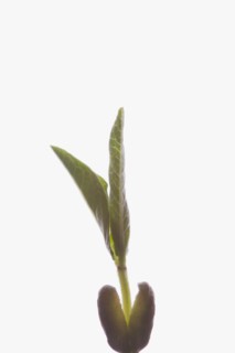 Close-up of seedling on white background. Photo : Kristin Lee