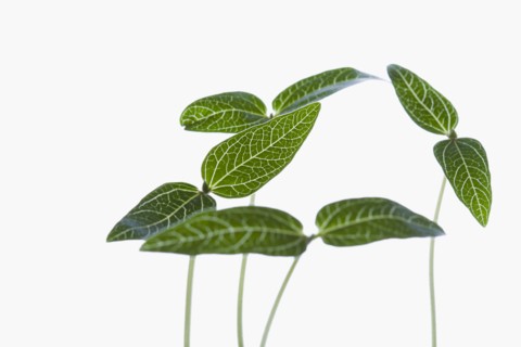 Studio shot of green plants on white background. Photo : Kristin Lee