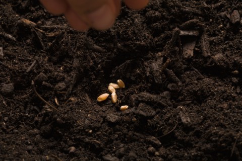 Close-up of hand sowing seeds. Photo : Kristin Lee