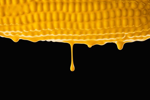 Studio shot of corn cob covered with yellow paint. Photo : Mike Kemp