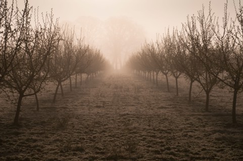 USA, Oregon, Marion County, Hazelnut orchard. Photo : Gary Weathers