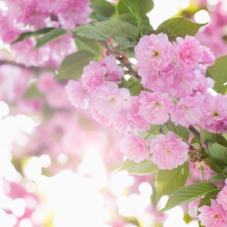 Close-up of cherry blossom.