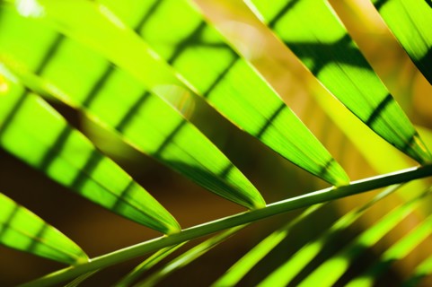 Palm leaf.