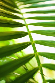 Palm leaf.