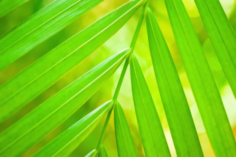 Palm leaf.