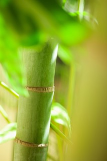 Close up of green bamboo.