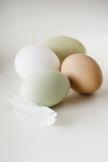 Close up of animal eggs and feather.