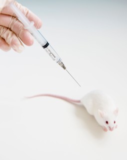 Studio shot of hand in glove holding syringe above white mouse. Photo: Jamie Grill