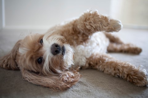 Cockapoo dog lying on floor. Photo : Winslow Productions
