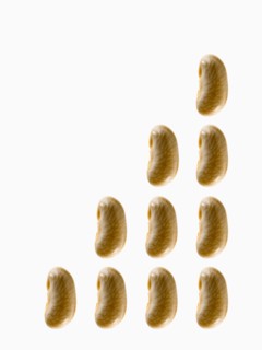 Studio shot of White Bean Seed on white background. Photo: David Arky