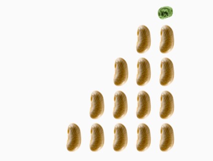 Studio shot of White Bean Seed and Pea Seed on white background. Photo : David Arky