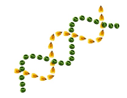 Studio shot of Yellow Corn Seeds and Pea Seeds making DNA strand shape on white background. Photo :