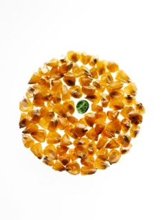 Studio shot of Yellow Corn Seeds and Pea Seed on white background. Photo : David Arky