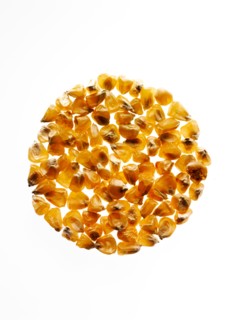 Studio shot of Yellow Corn Seeds on white background. Photo: David Arky