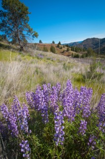 USA, Oregon, Mitchell, Flowering lupines. Photo : Gary J Weathers