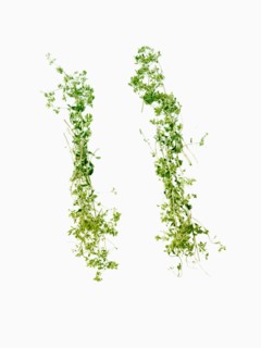 Studio shot of Ground Lemon Grass on white background. Photo : David Arky