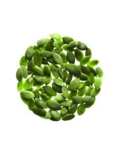 Studio shot of Pumpkin Seed on white background. Photo : David Arky