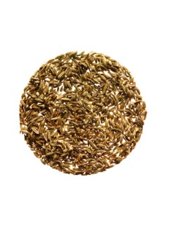 Studio shot of Fennell Seeds on white background. Photo : David Arky