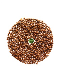 Studio shot of Cardamom Seeds and Pea Seed on white background. Photo: David Arky
