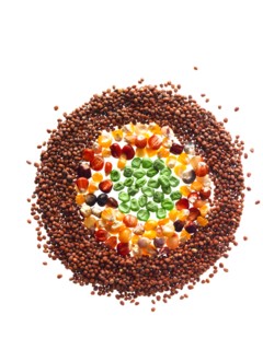 Studio shot of Mixed Seeds on white background. Photo : David Arky