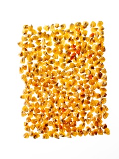 Studio shot of Yellow Corn Seeds on white background. Photo : David Arky
