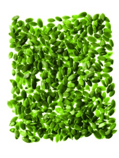 Studio shot of Pumpkin Seed on white background. Photo : David Arky