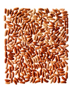 Studio shot of Red Bean Seeds on white background. Photo : David Arky
